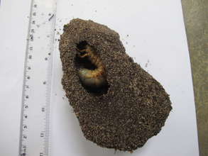Beetle Nest at SEPALI Demo Site