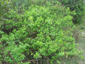 Ceranchia host plant growing wild