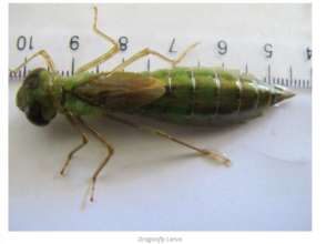 Dragon fly larvae are a delicious wet season treat