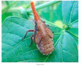 Funny leaf hoppers are delicious and easy to rear!