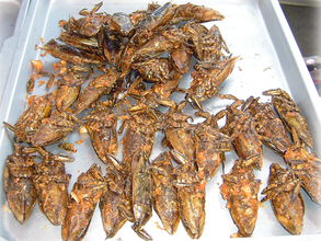 Fried Water Bug Snacks in Thailand