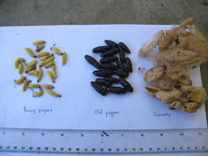 Pupae of Hypsoides Moth
