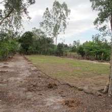 New site before trees transplanted