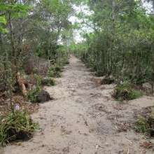 Transplanted trees in new site