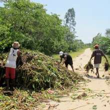 Team collects water hyacinth to fertilize land