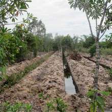SEPALIM continues to improve demonstration site