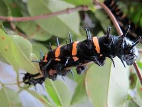 Beautiful Ceranchia appolina caterpillar