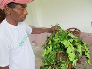 Manuel Denis finds C.appolina's host plant