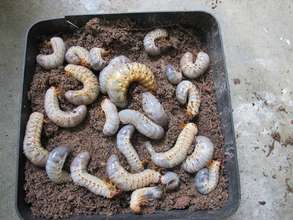Larvae of Oryctes Rhinoceros beetle