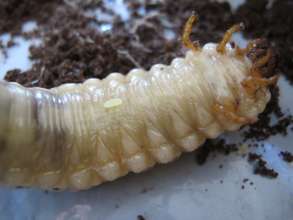 Orcytes Beetle Larva