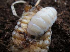 Wasp Larva Feeding on Beetle Larva