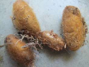 Golden Wasp Cocoons