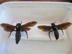 Predatory Wasps
