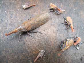 Lantern bugs - instars and molt skins