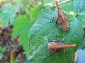 Fulgoridae Insects