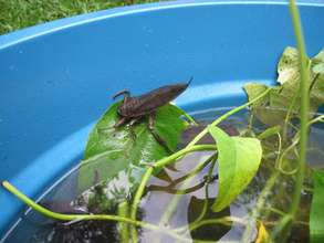 Setting up Rearing Techniques for Water Bugs