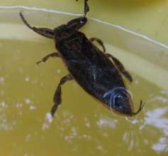 Giant Water Bug