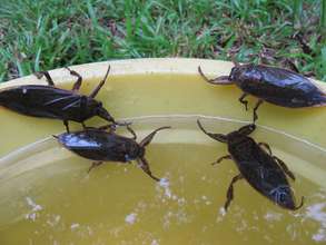 Adult Giant Water Bugs