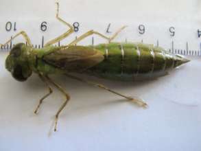 Dragonfly Larva