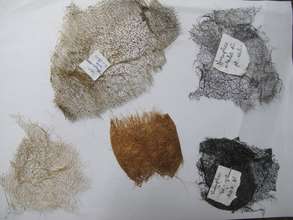 Cocoon samples from each dye