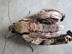 Hawk Moth Newly Emerged