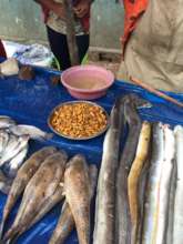 Insects sold in market along with fish and eel