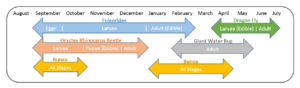 Insect Timeline by Mamy Ratsimbazafy