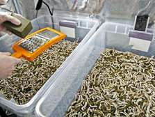Mealworms with Tiny Farms