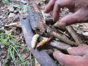 Roasting beetle larvae