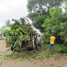 Talando trees moved to new site