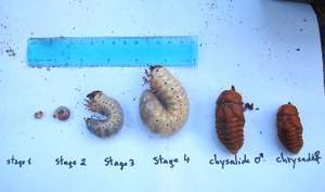 Beetle life cycle