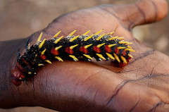 Bunea Larva