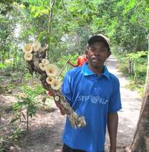 Mushroom production at SEPALI demonstration site