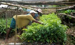 Planting Silkworm Host Trees
