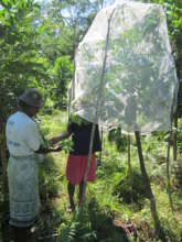 Rearing Silkworms
