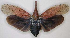Beautiful adult sakondry