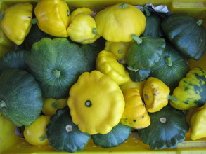 Pattypan Squash!