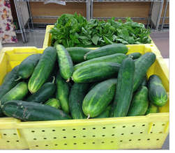 Fresh cucumbers and basil