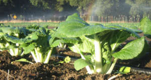 bok choy in the field