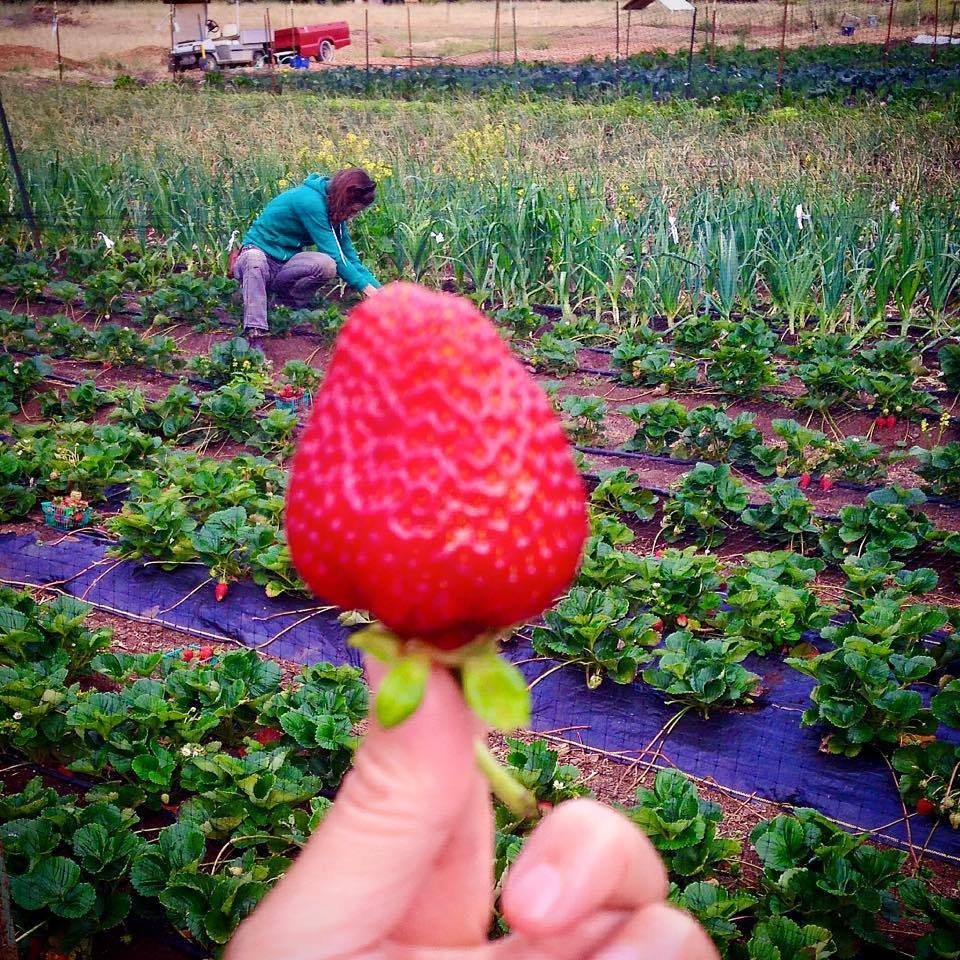 Jen shows off a Strawberry, while Ali harvests!