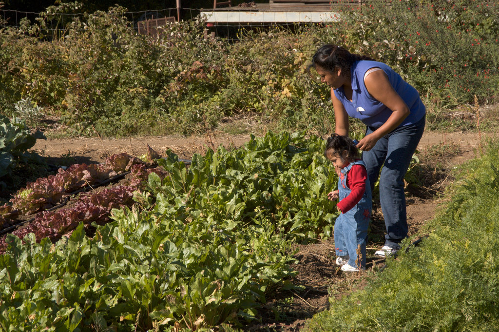 Growing Healthy Families
