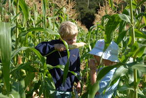 Sweet Corn!