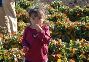 Growing Healthy Families