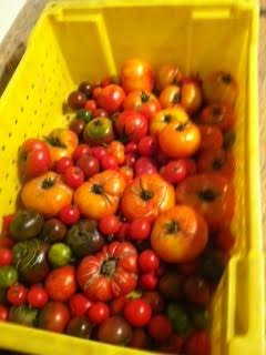 9 Varities of Heritage Tomatoes!