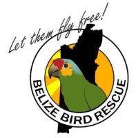 Belize Bird Rescue