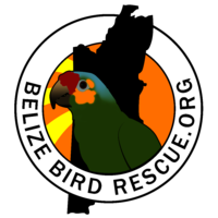 Belize Bird Rescue