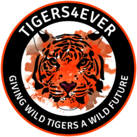 Royal Bengal Tiger  Tigers4Ever Giving wild tigers a wild future