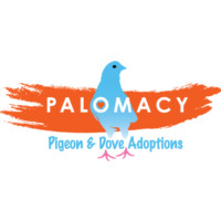 Palomacy Pigeon and Dove Adoptions